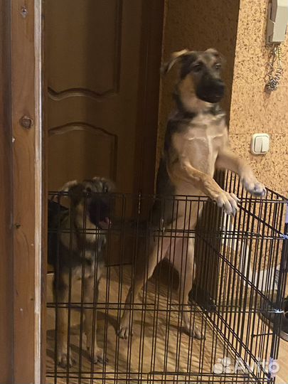 Собаки бесплатно в добрые руки