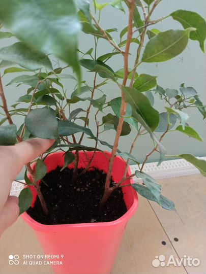 Бенджамина