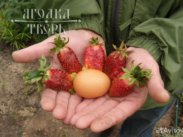 Земклуника Купчиха