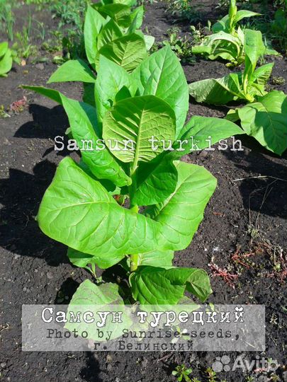 Семена турецкого табака Самсун