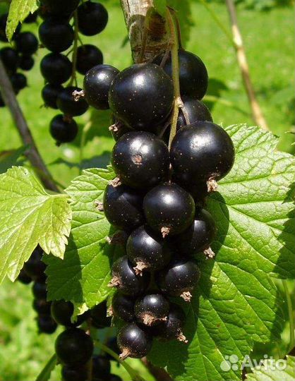 Саженцы Черной Смородины