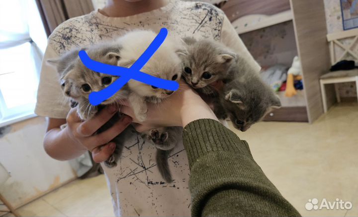 Британские котята