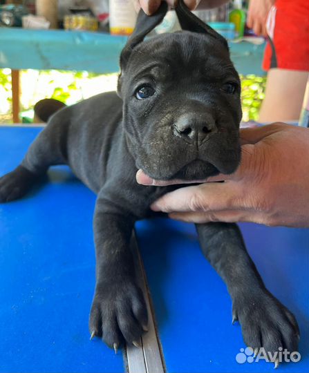 Щенки Кане-корсо