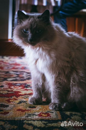 Кошка