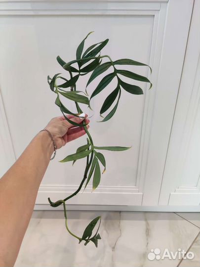 Клубничный шейк