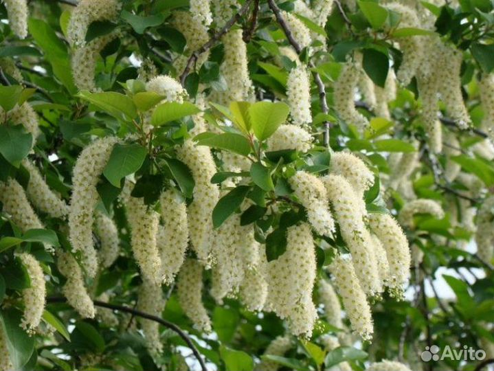 Саженцы шелковицы