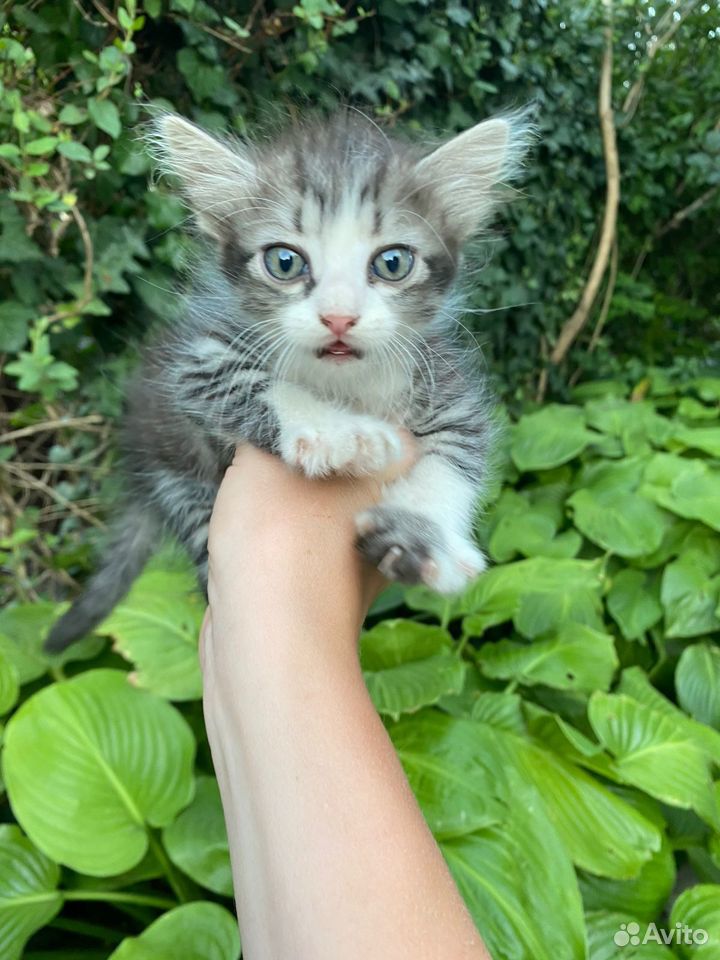 Котята в добрые руки бесплатно