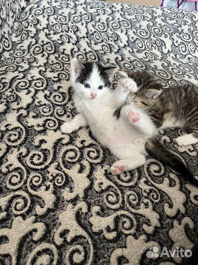 Кошка в дар бесплатно