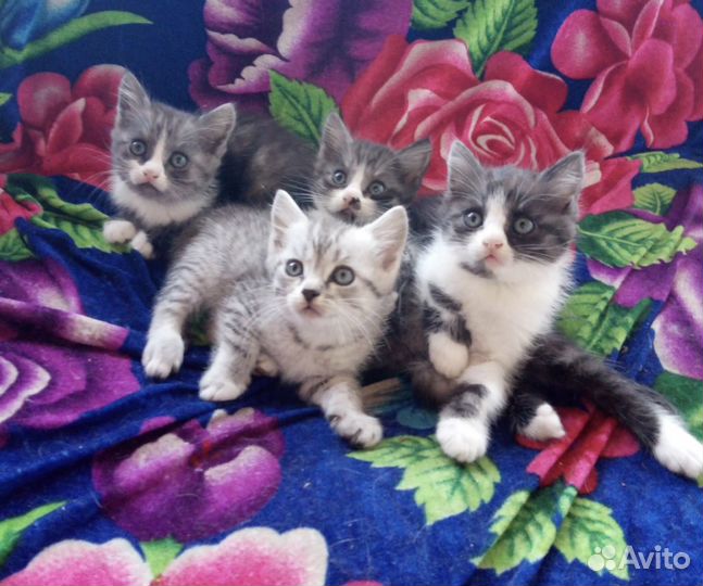 Отдам в добрые руки