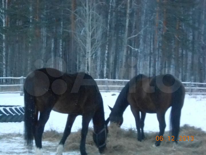 Дом 100 м² на участке 50 сот.