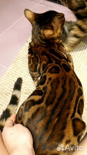 Вязка с Бенгальским котом