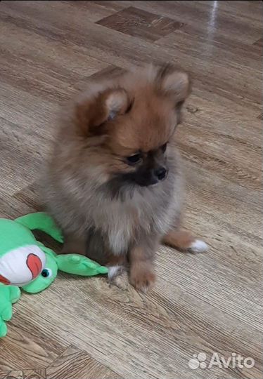 Шпицедетки