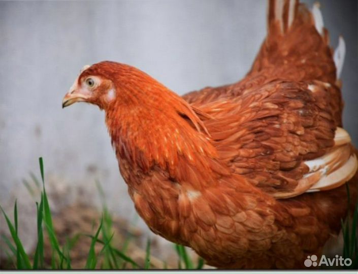 Яичные несушки с доставкой