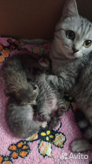 Британские котята