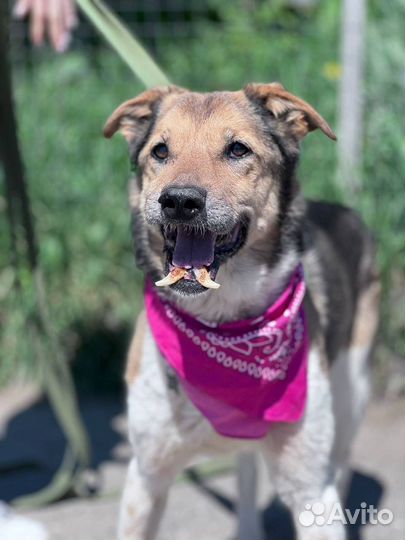 Старушка Зита из приюта ищет дом