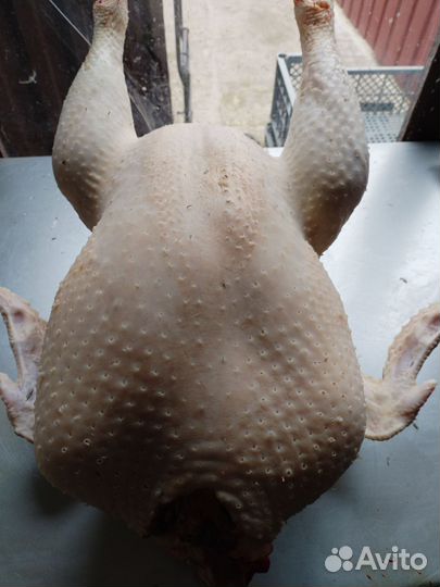 Индюки домашние, тушка