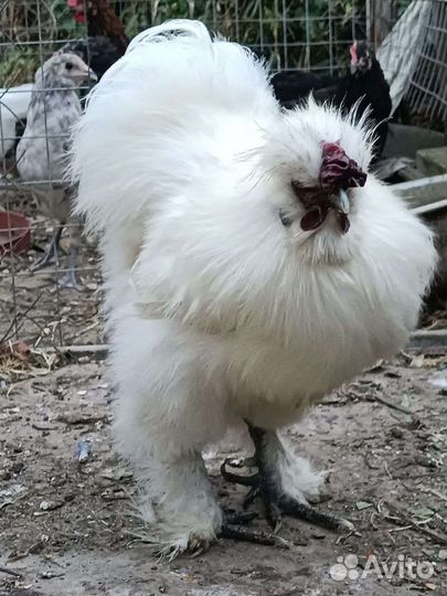 Петушки китайской шелковой