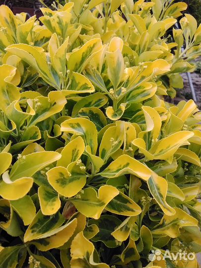 Мушмула японская