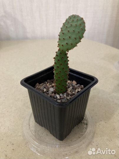 Кактусы, опунция