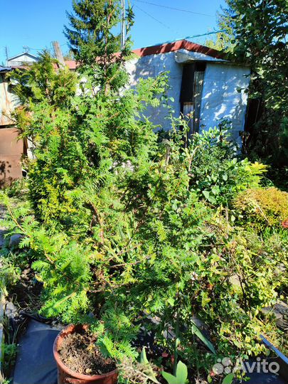 Футболки 3шт