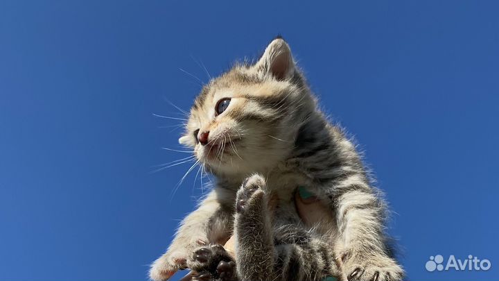 Комочки счастья (Котята)