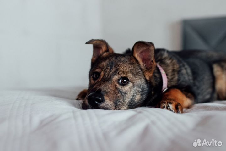 Щенок в добрые руки