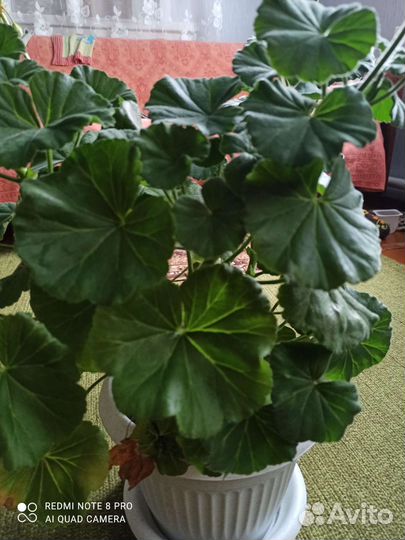 Герань пеларгония