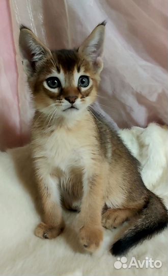 Каракет девочка