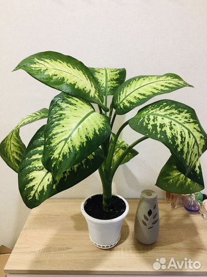 Диффенбахия