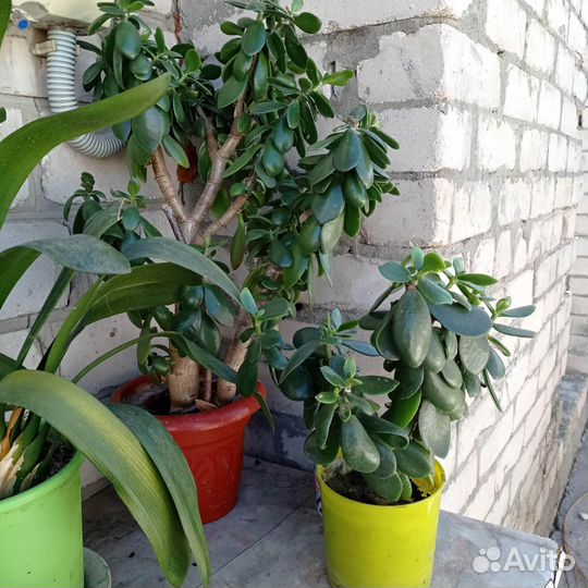 Гиппиаструм