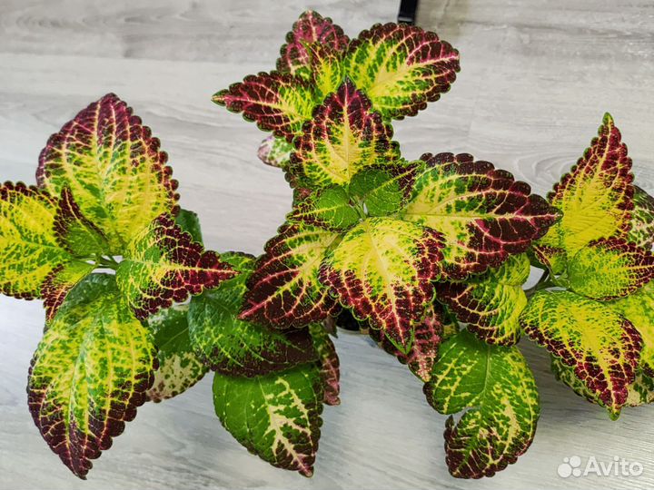 Колеус аватар