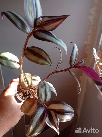 Традесканция Зебрина