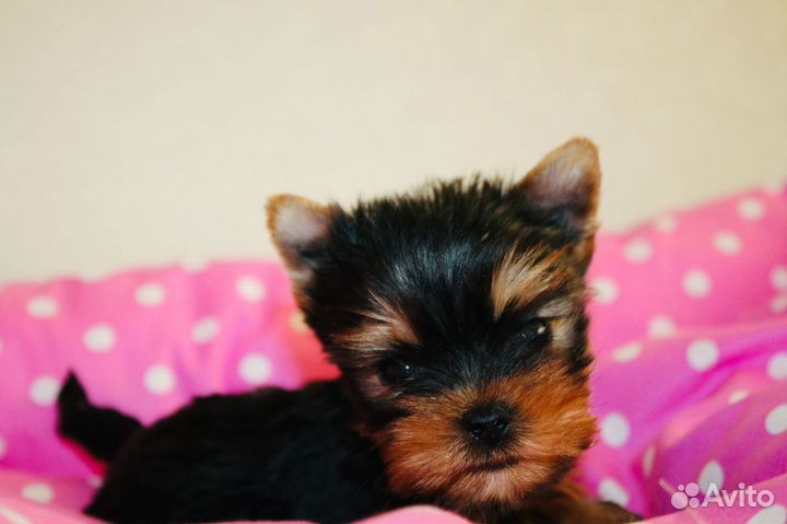 Щенки йоркширского терьера