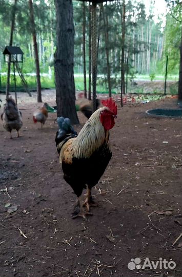 Продам петухов