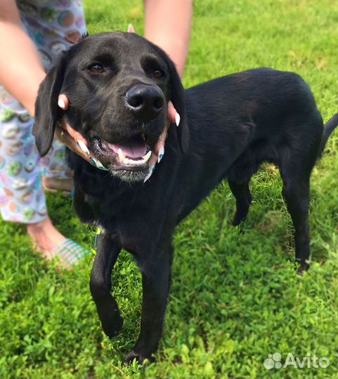 Лабрадор в добрые руки