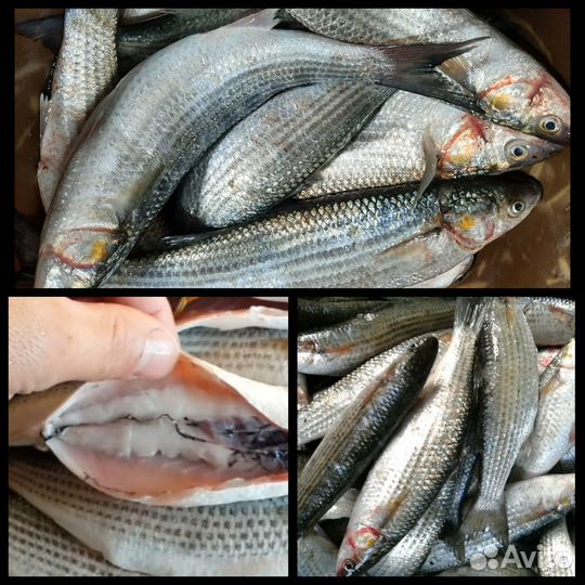 Живая рыба оптом