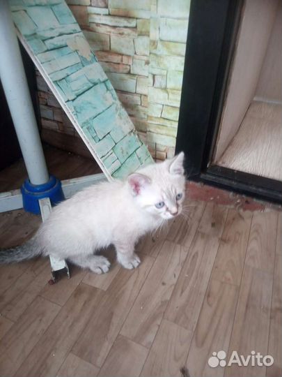 Отдам в добрые руки голубоглазых котиков