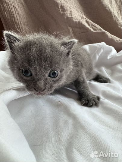 Серый котенок черный котенок