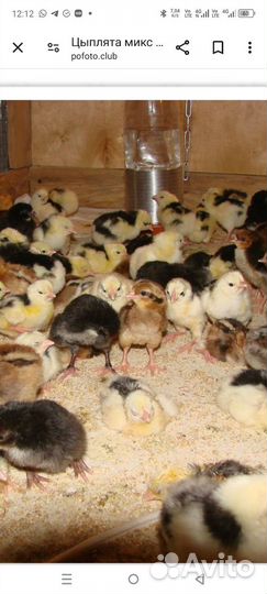 Цыплята