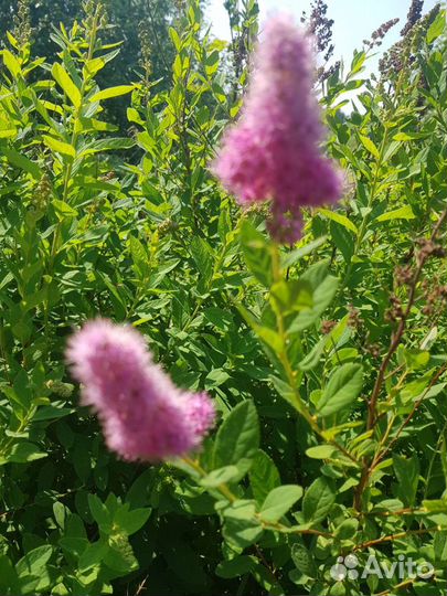 Кустарники и цветы