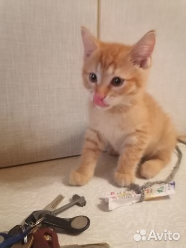 Рыжее солнце в дар