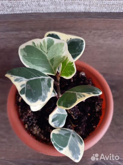 Фикус триангулярис