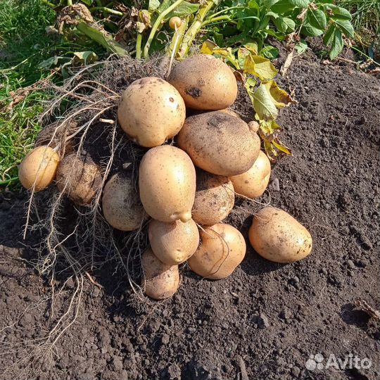 Семенной картофель