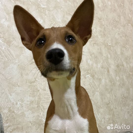 Щенок бассенджи