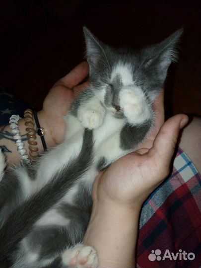 Кошки