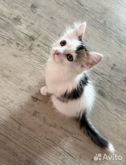 Котенок мальчик в добрые руки