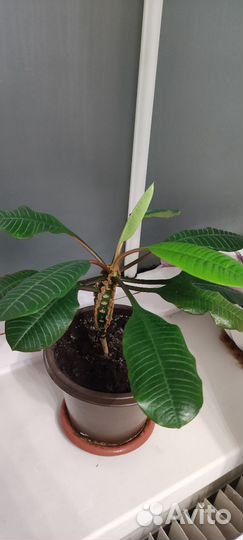 Комнатные домашние растения