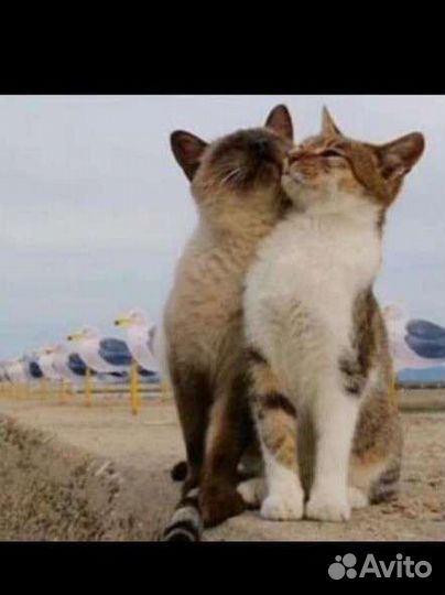 Передержка домашняя