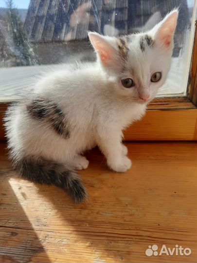 Отдам в добрые руки котёнка