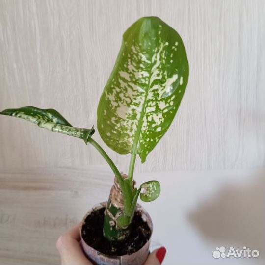 Диффенбахия